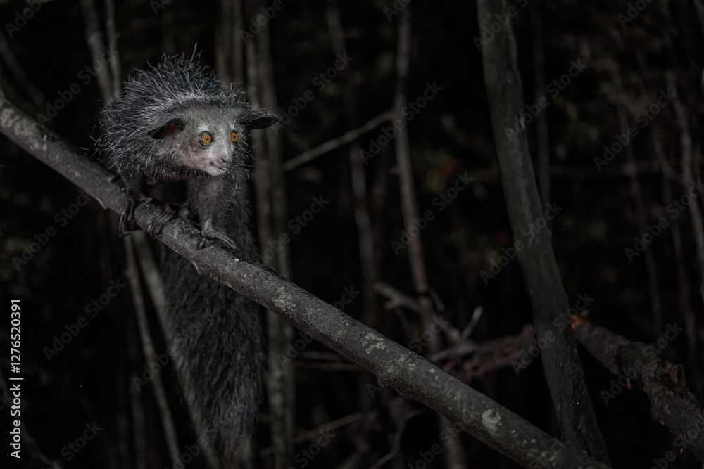 Naklejka premium Aye-aye, Daubentonia madagascariensis, night animal in Madagascar. Aye-aye nocturnal lemur monkey in the nature habitat, coast forest in Madagascar, widllife nature. Rare endemic