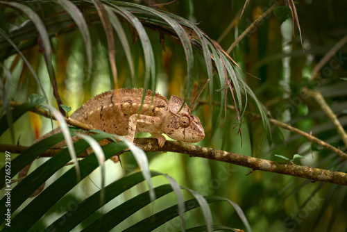 Malagasy giant chameleon, Furcifer oustaleti, in the nature habitat, big pal tree leaves, lizard from Madagascar. Nature wildlife. photo