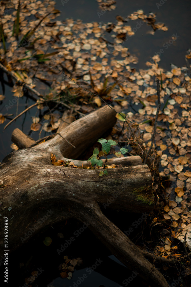 a broken tree lies in the water, surrounded by leaves