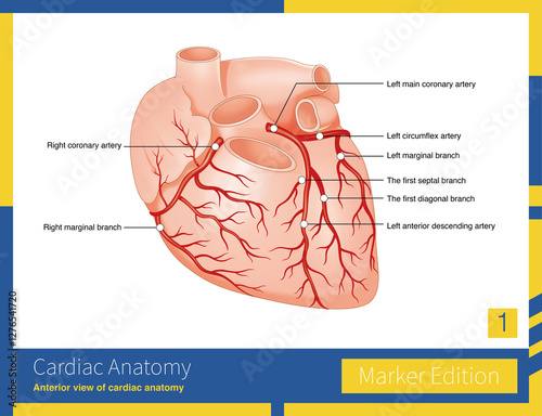 The coronary arteries are divided into the left coronary artery and the right coronary artery system.
