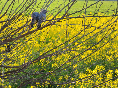 A pair of birds perched on leafless branches, set against a vibrant backdrop of a field filled with bright yellow flowers.