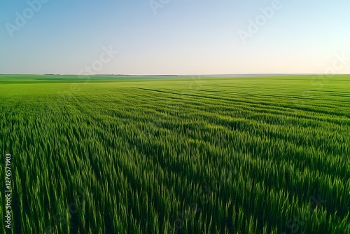 Vast green wheat field under a clear blue sky with lush crops swaying in the wind, peaceful rural farmland landscape, agricultural scenery with fresh growing plants in daylight