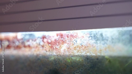 Glass aquarium surface overgrown with dirty algae, green and brown spots of algae covering fish tank when the water was not changed for a long time, home aquarium and maintenance concept