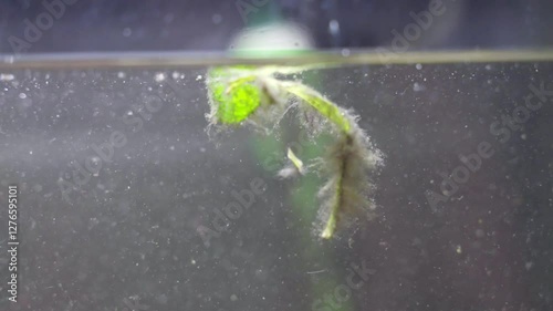 Algae swimming on water surface with other wastes in fish tank, home aquarium in dirty and abandoned conditions, small pieces of living organisms wastes in water, lack of clean water change and