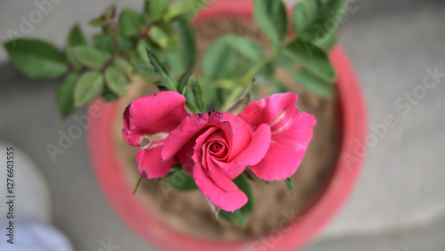 A pink rose blooms in a terracotta pot, surrounded by glossy green leaves.