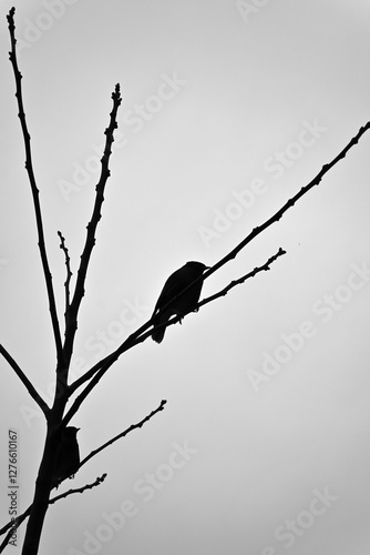Silhouette of a bird perched on bare branches against an overcast sky.