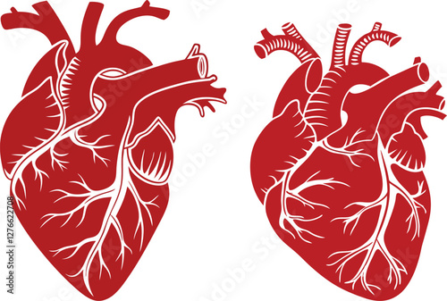 Detailed Human Heart Illustration – Anatomy, Vessels, and Veins Design