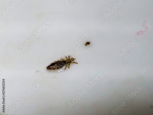 Close-up of a head louse on a white surface with a small brown spot nearby