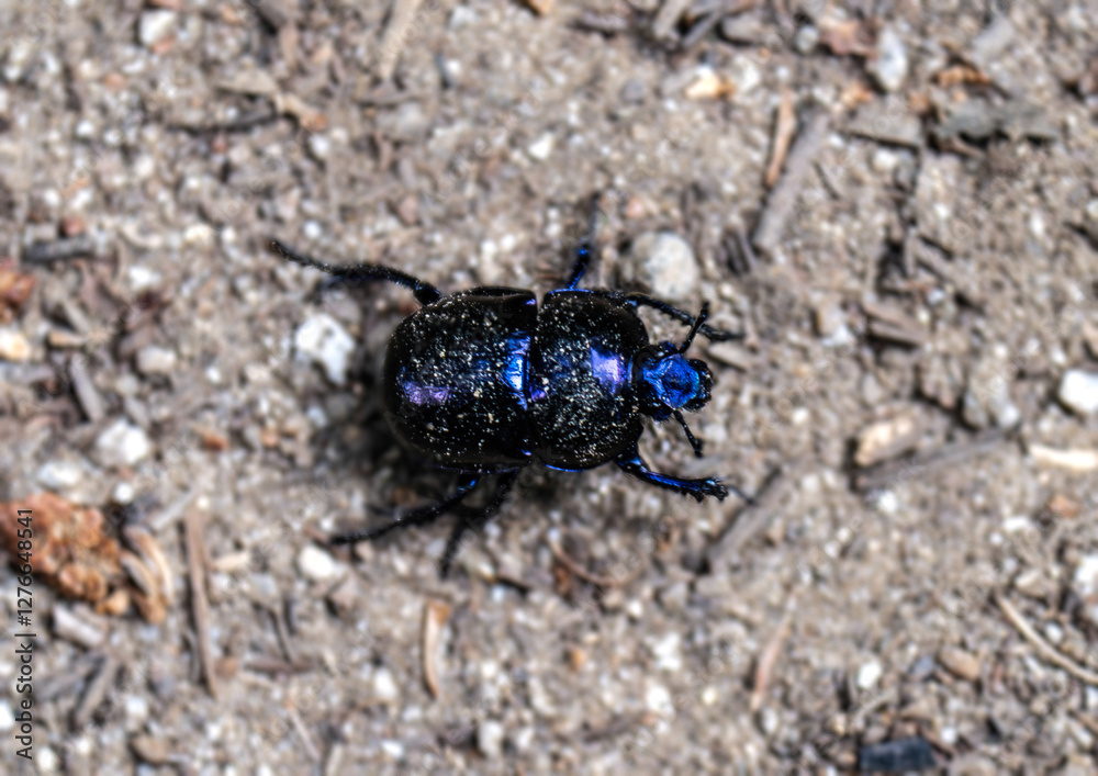 Géotrupe des bois ou Géotrupe forestier ou Bousier commun (Anoplotrupes stercorosus) Géotrupe des bois ou Géotrupe forestier ou Bousier commun (Anoplotrupes stercorosus)