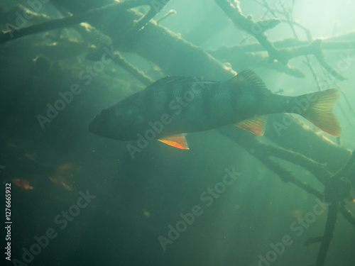 Big perch swimming in forest lake by sunken trees