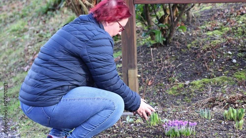 Red-haired woman planting crocus flowers in the garden in spring photo