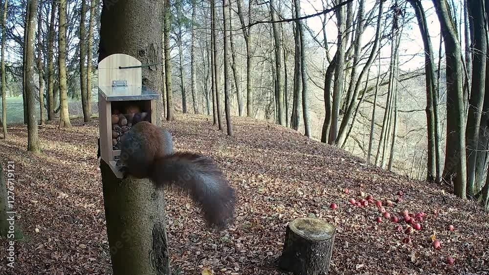 trail camera video of a red squirrel at a squirrel feeder taking a walnut out