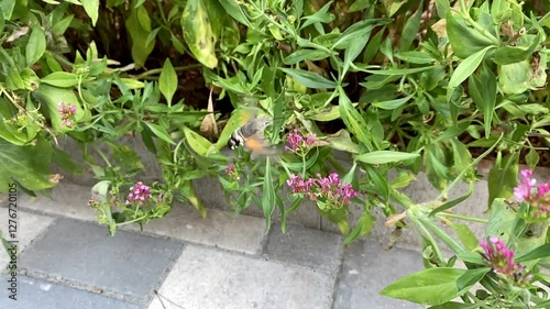 The hummingbird hawk-moth (Macroglossum stellatarum) looking for nectar in between flowers, shot slow motion.