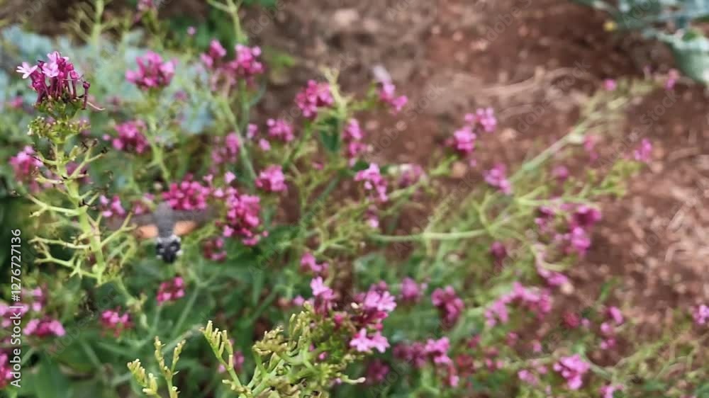 The hummingbird hawk-moth (Macroglossum stellatarum) looking for nectar in between flowers, shot slow motion. The hummingbird hawk-moth (Macroglossum stellatarum) looking for nectar in between flowers, shot slow motion.