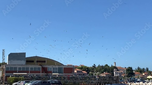 birds seagulls circle over the shore pier