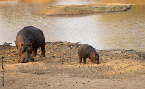 Obraz na płótnie Afrikanische Tiere Flusspferde genannt Nilpferd - Hippo, im Krüger National Park - Kruger Nationalpark Südafrika w salonie