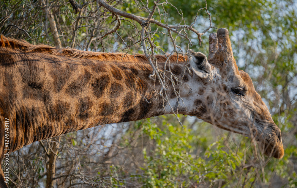 Afrikanische Tiere Giraffe im Busch vom Krüger National Park - Kruger Nationalpark Südafrika