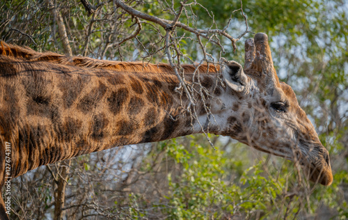 Obraz na płótnie Afrikanische Tiere Giraffe im Busch vom Krüger National Park - Kruger Nationalpark Südafrika w salonie