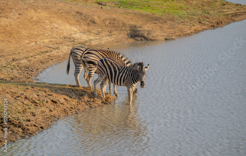 Afrikanische Tiere Steppenzebra im Busch vom Krüger National Park - Kruger Nationalpark Südafrika