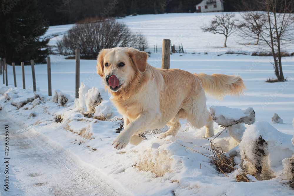 young golden retriever male dog running and playing in the snow young golden retriever male dog running and playing in the snow