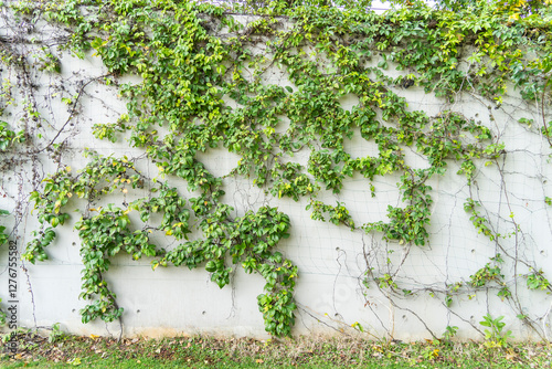 ivy leaves isolated on a white wall background