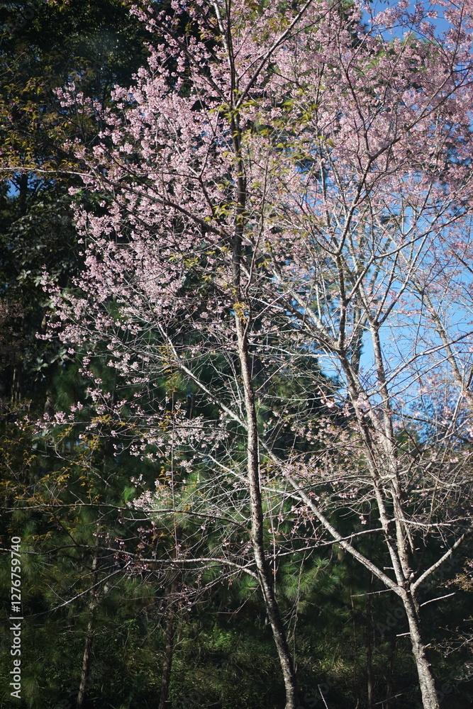 tree Tabebuia Rosea pink bloming tree Tabebuia Rosea pink bloming
