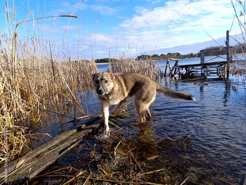 dog on the beach