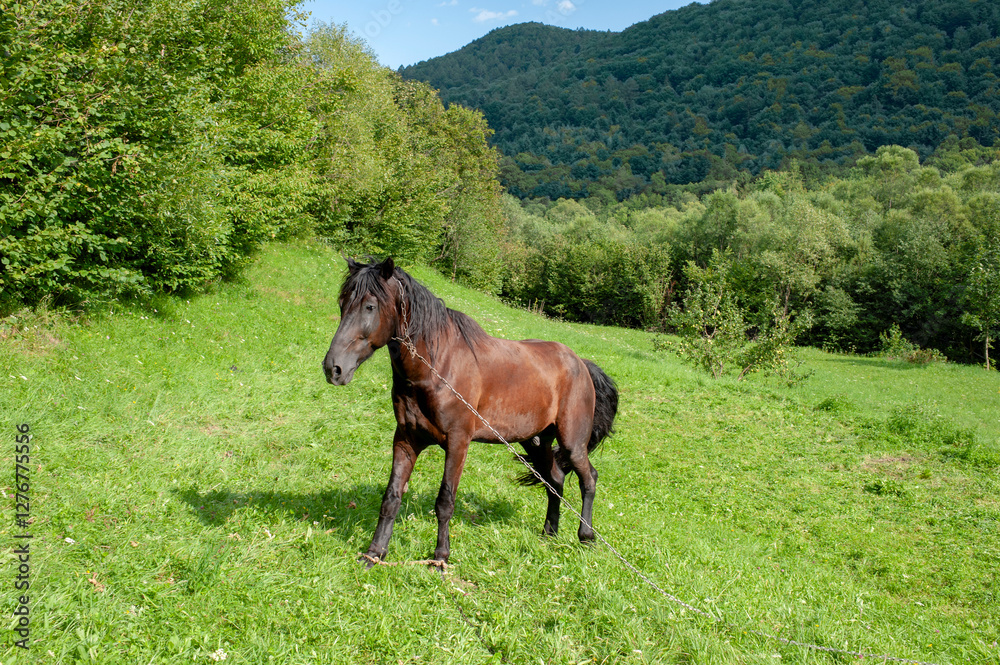 Dark brown horse with a chain around its neck against the background of a forest and green grass. Concept of animal grazing. Dark brown horse with a chain around its neck against the background of a forest and green grass. Concept of animal grazing.