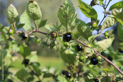 Bilde på lerret Atropa belladonna