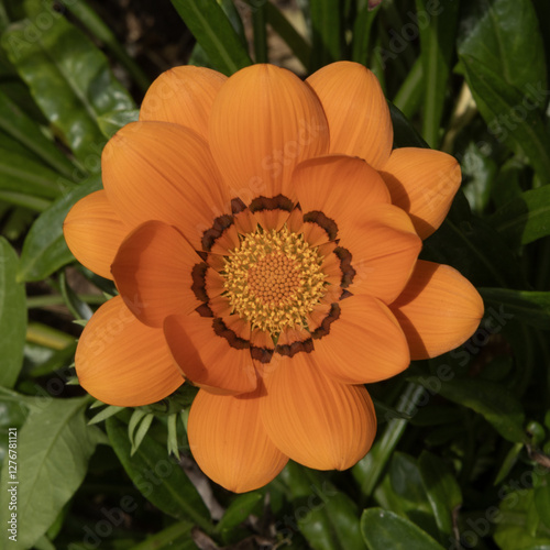 Fleurde Gazania orange photo