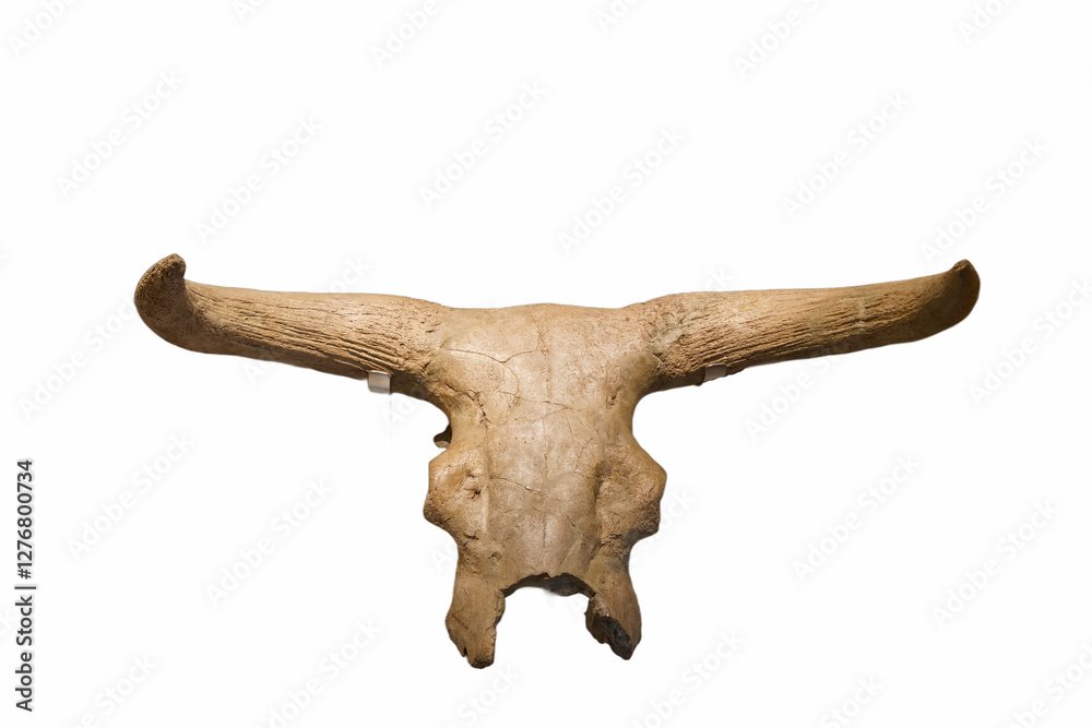 Fototapeta premium skeleton, bone, ancient, animal, nature, wildlife, background, w