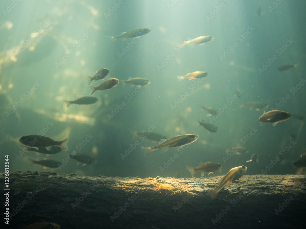 Fototapeta premium School of small perch over sunken tree trunk underwater in lake