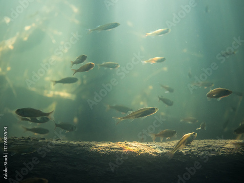 School of small perch over sunken tree trunk underwater in lake