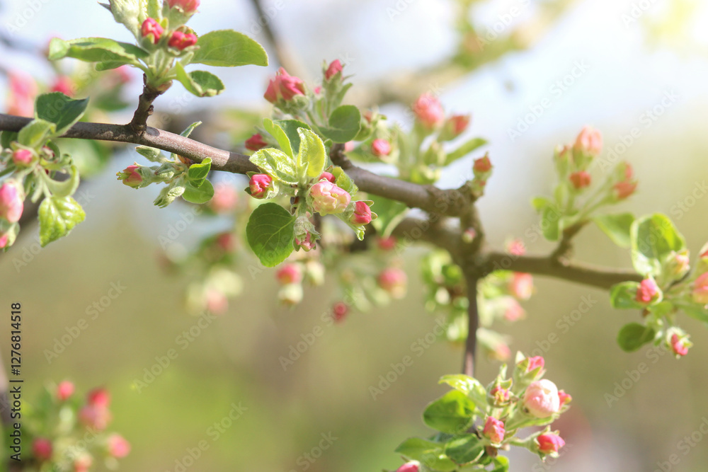 A spring blooming branch of an apple tree with white pink flowers on a sunny day. A spring blooming branch of an apple tree with white pink flowers on a sunny day.