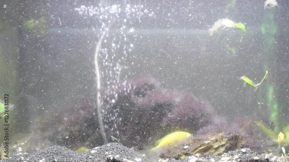 Abandoned and dirty home aquarium with water filtration system and air oxygen saturation, stones overgrown with algae, living organisms wastes swimming in water together with yellow fishes, aquarium