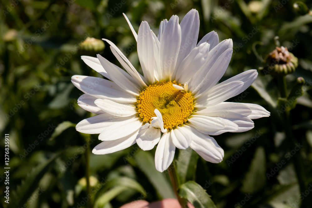 Garden chamomile or Nivyanik or Ox-eye Daisy Latin: Leucanthemum. Flowers close up Garden chamomile or Nivyanik or Ox-eye Daisy Latin: Leucanthemum. Flowers close up