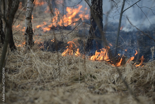 Wallpaper Mural Spring is burning, dry grass and forest Torontodigital.ca