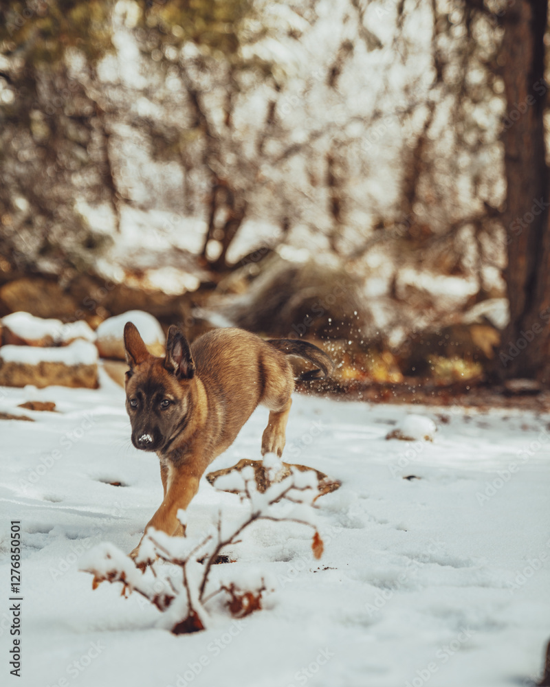 Adorable Belgian Malinois Puppy Playfully Outdoors Adorable Belgian Malinois Puppy Playfully Outdoors