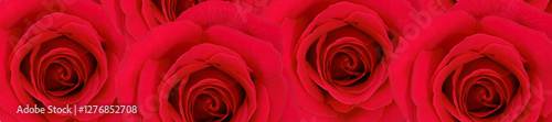 Panorama Pattern of Vivid Red Roses in Full Bloom.