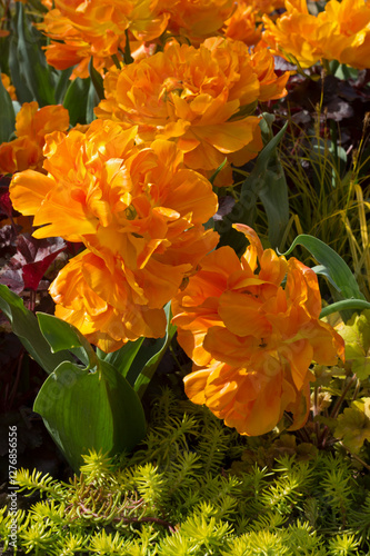 orange tulip flowers in the garden
