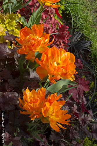 Large orange tulips in a border with dark red leaves
