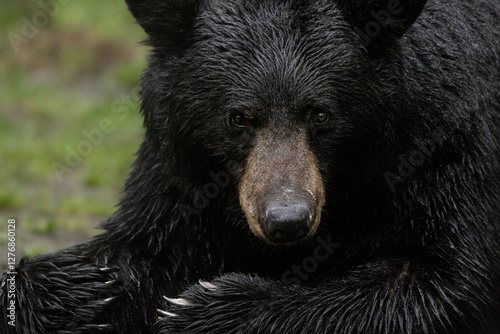 American Black bear, Ursus americanus in Minnesota.
