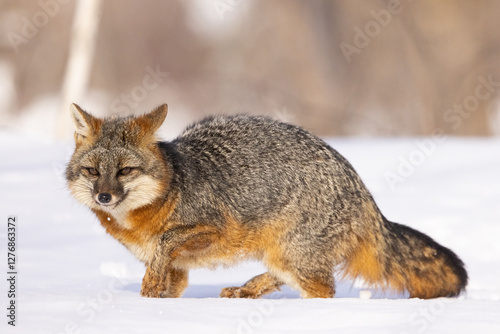 Gray fox, Urocyon cinereoargenteus in winter, Minnesota. photo
