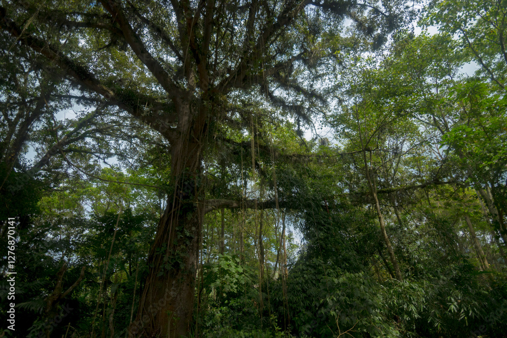 Fototapeta premium trees in the woods