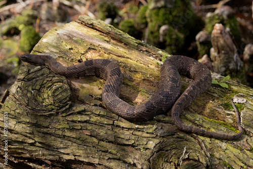 Florida banded water snake, Nerodia fasciata pictiventris on a log in Florida.