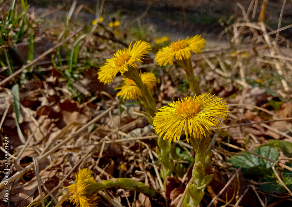 Tussilago farfara Golden-yellow flowers on stems up to 15 cm long appear in early spring, before the leaves appear. Tussilago farfara Golden-yellow flowers on stems up to 15 cm long appear in early spring, before the leaves appear.