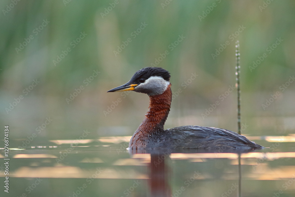 Fototapeta premium Perkoz rdzawoszyi (Podiceps grisegena), red-necked grebe 