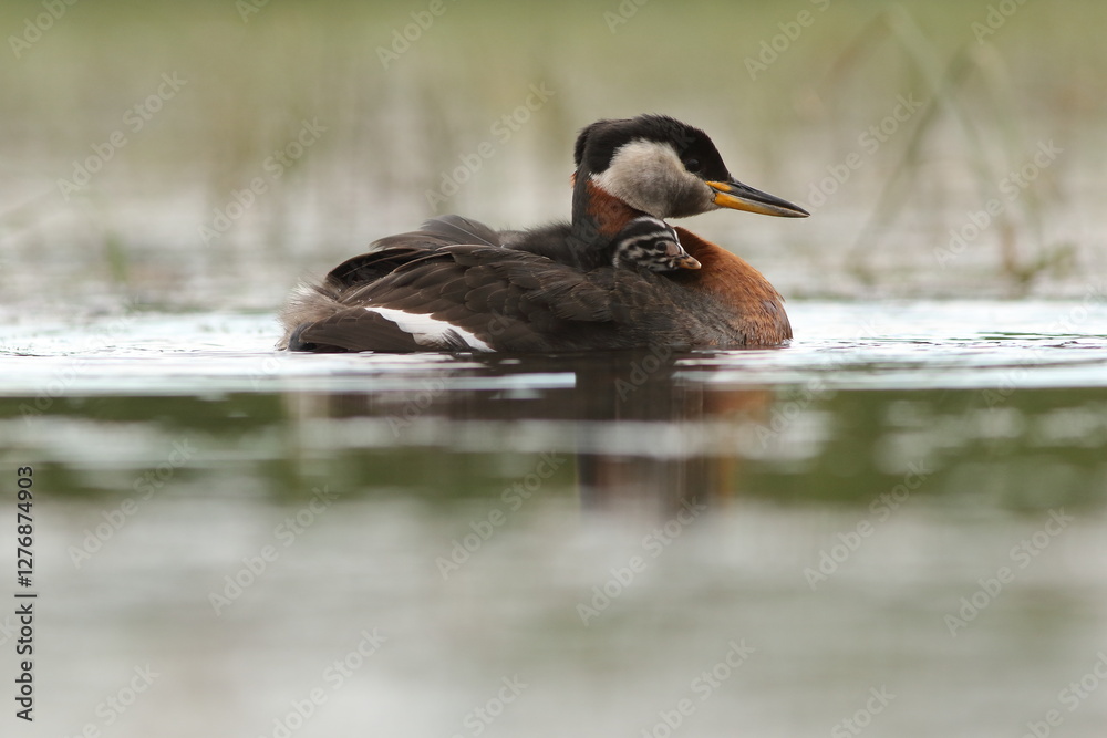 Perkoz rdzawoszyi (Podiceps grisegena), red-necked grebe Perkoz rdzawoszyi (Podiceps grisegena), red-necked grebe