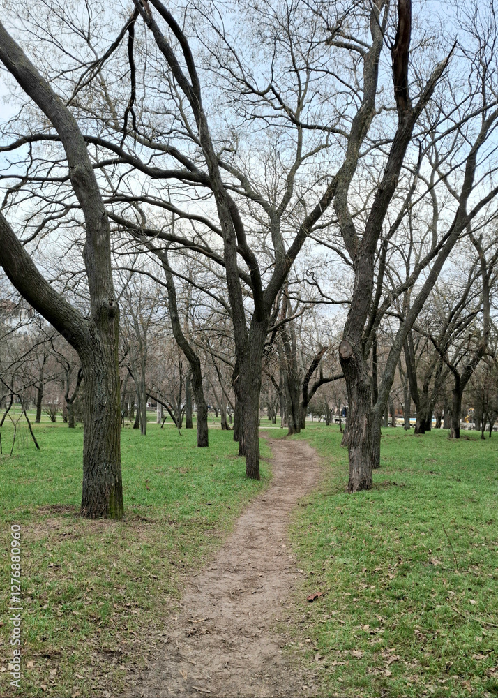trees in a winter park
a path between trees without leaves leading deep into the park trees in a winter park
a path between trees without leaves leading deep into the park