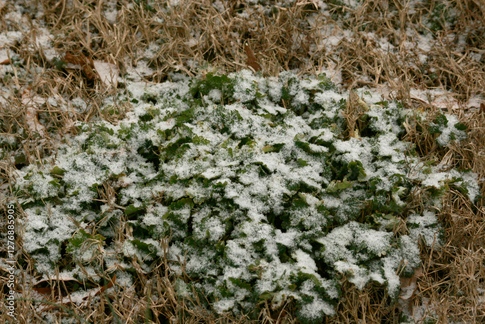 Fototapeta premium Snow on plant